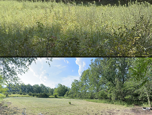 Maximizing Deer Hunting Success: Top 5 Habitat Management Practices for the Off-Season