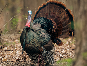 Master the Art of Turkey Calling with These Top Picks for Beginners